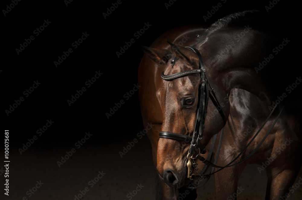 Portrait of a sport dressage horse