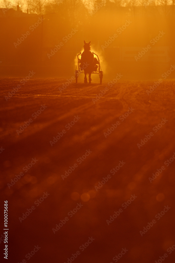 Fototapeta premium Trotter on the arena