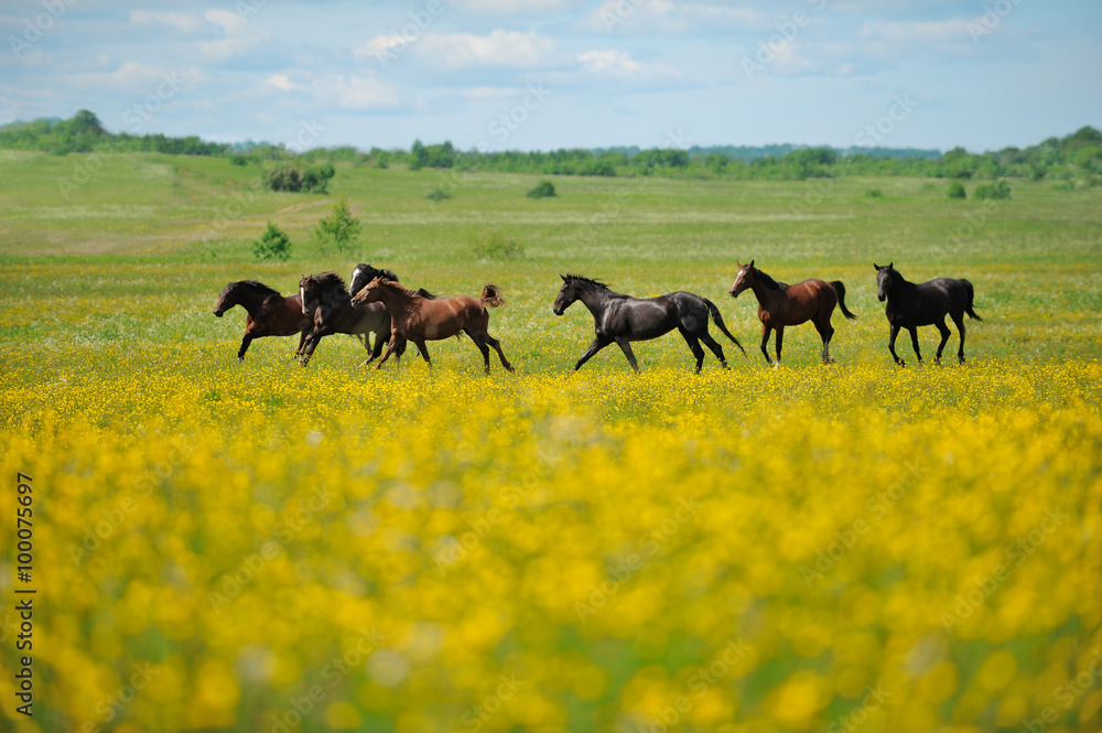 Fototapeta premium Herd of the horses in the field