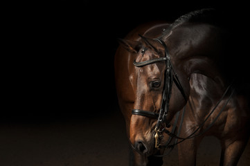 Foto auf Leinwand Pferde Portrait eines Sportdressurpferdes  © Pelana