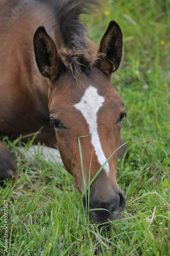Foal on the meadow © Pelana
