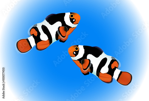 Two Clownfish with blue background