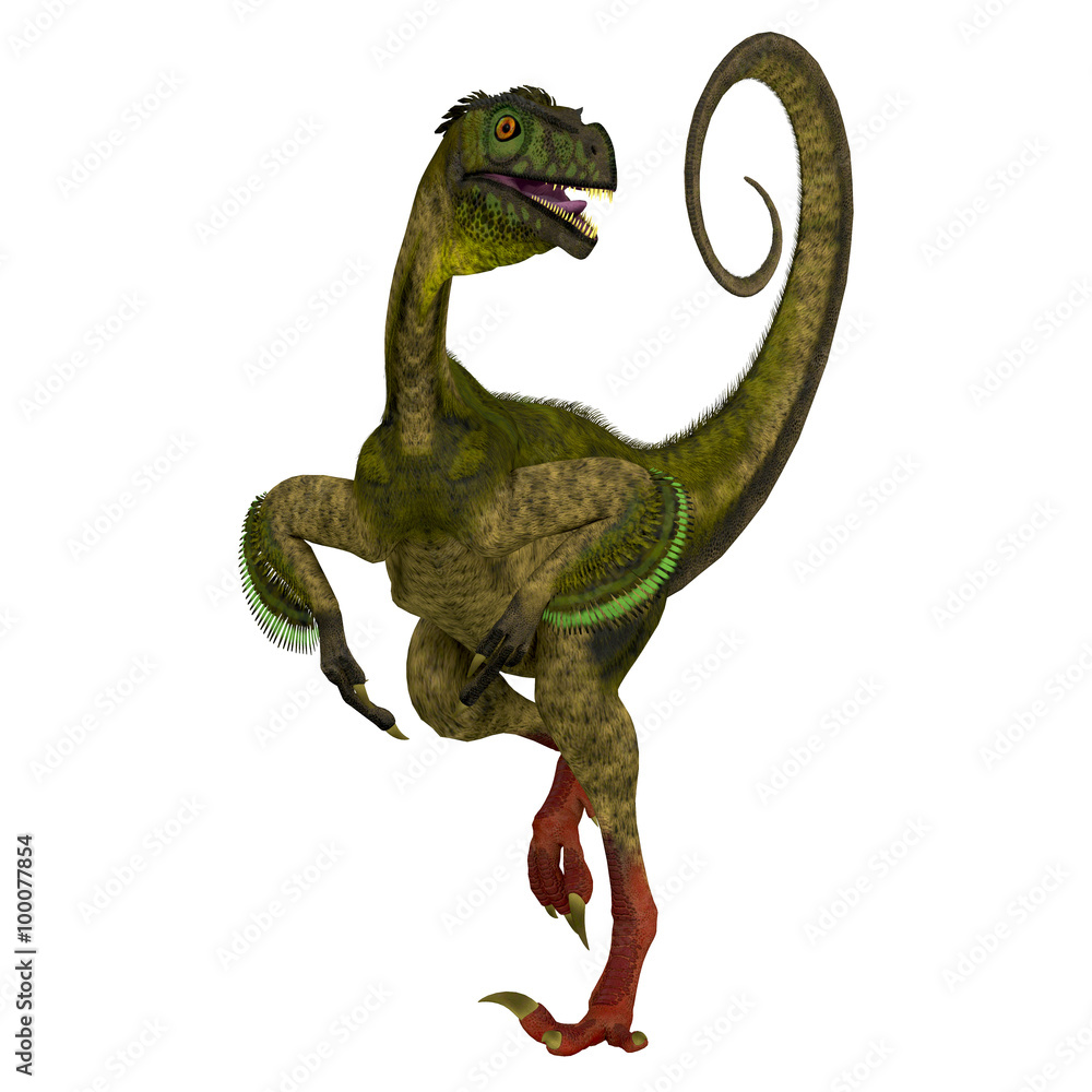 Obraz premium Ornitholestes on White - Ornitholestes was a small carnivorous dinosaur that lived in the Jurassic Period of Western Laurasia which is now North America.