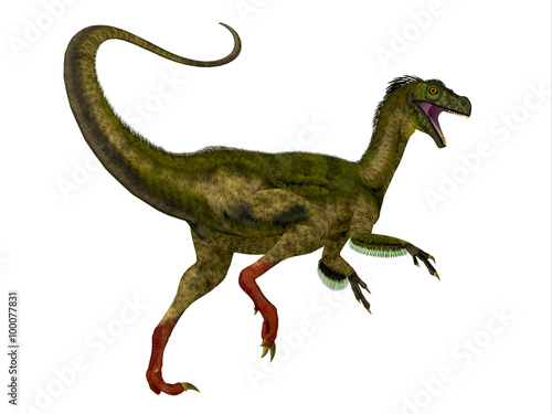 Ornitholestes Dinosaur Tail - Ornitholestes was a small carnivorous dinosaur that lived in the Jurassic Period of Western Laurasia which is now North America.