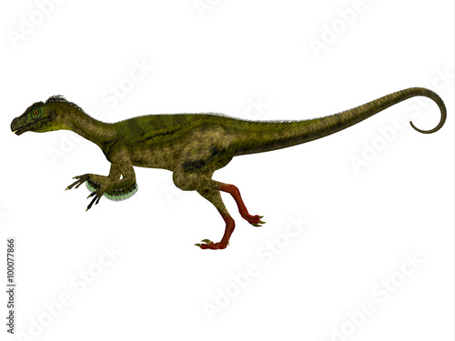 Ornitholestes Side Profile - Ornitholestes was a small carnivorous dinosaur that lived in the Jurassic Period of Western Laurasia which is now North America. © Catmando
