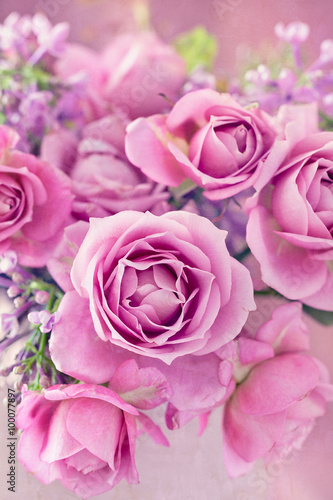 beautiful purple rose flower close-up.