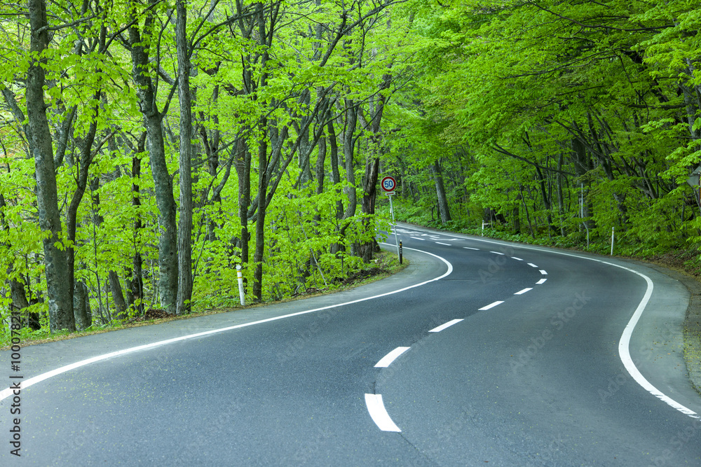 Fototapeta premium Road in a green forest
