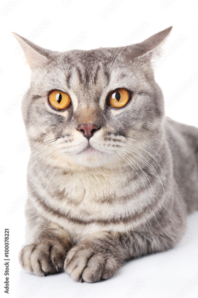 Grey cat isolated on white background Grey cat isolated on white background