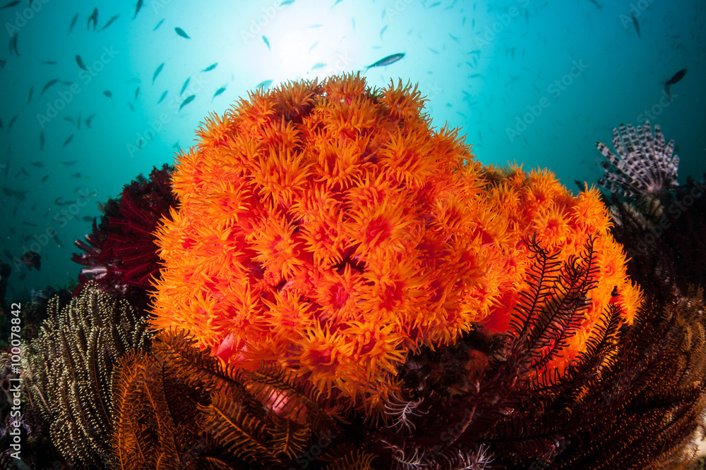 Fototapeta premium Orange Cup Corals