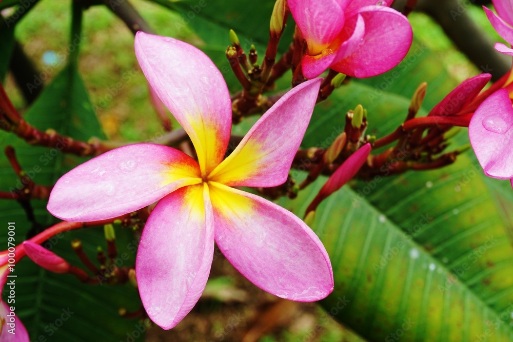 Fragrant blossoms of pink frangipani flowers, also called plumeria and melia