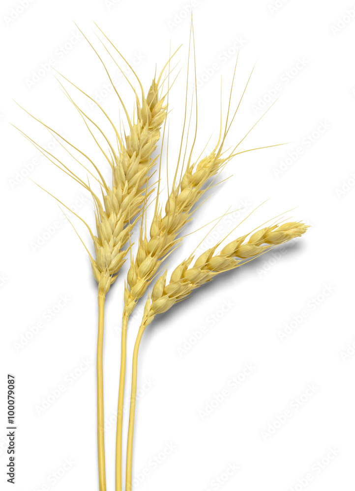 Three Stocks of Wheat Three Stocks of Wheat