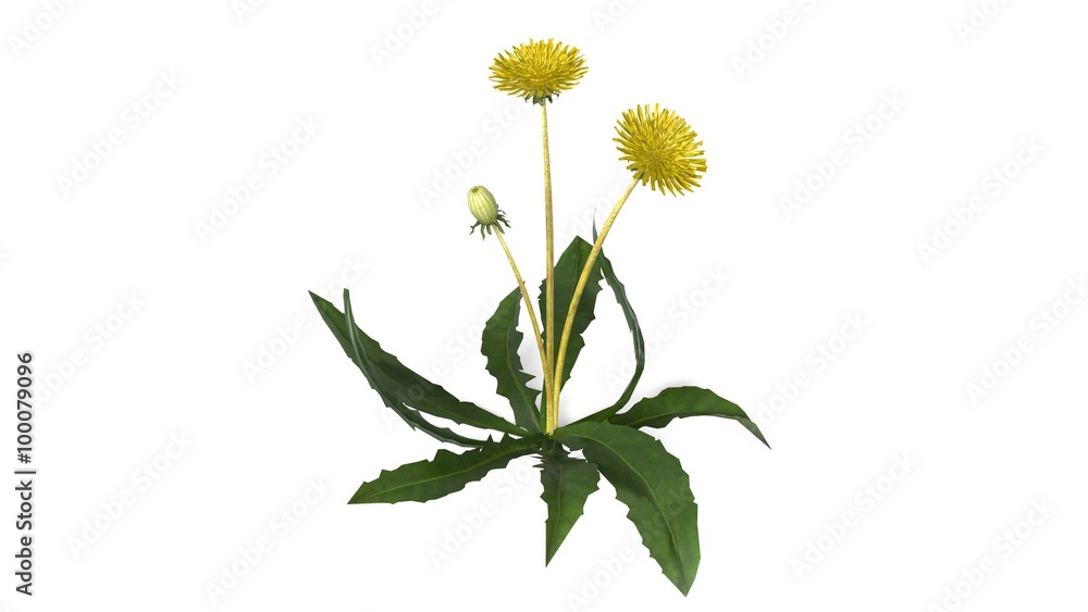 Obraz premium Dandelion flower with green leaves isolated on white background
