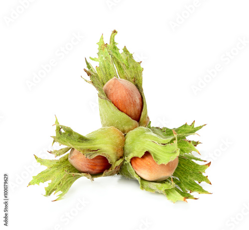 Fresh hazelnut closeup.