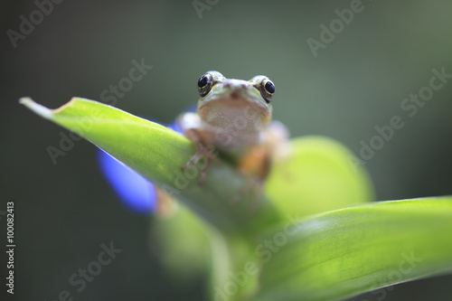 frog photo