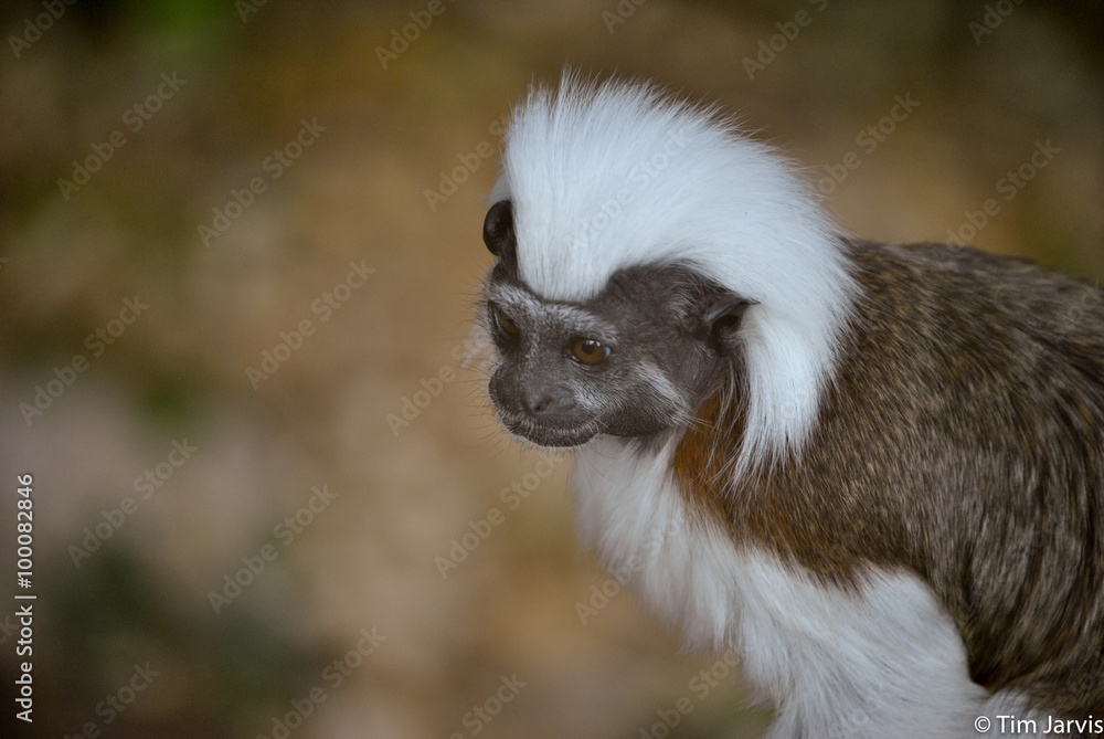 Cotton-top Tamarin Cotton-top Tamarin