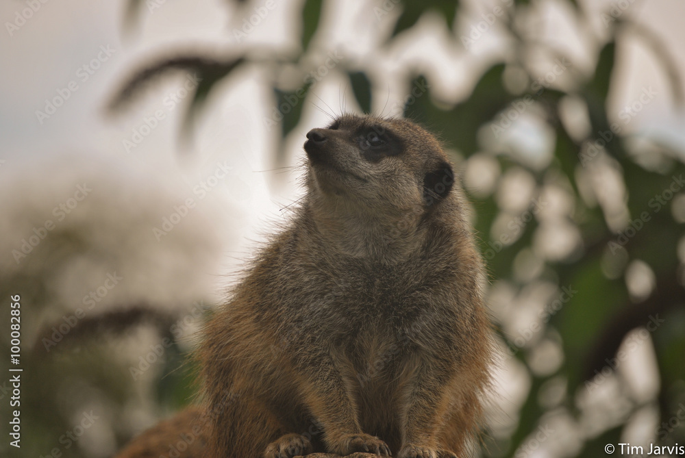 Fototapeta premium Meerkat On The Look Out 