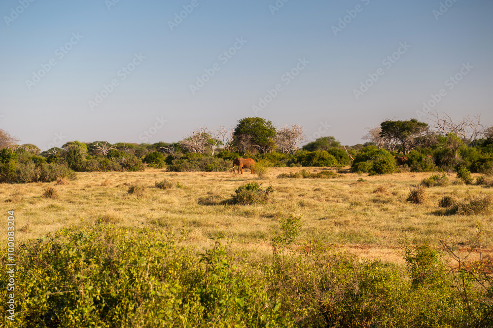 Elephants in Tsavo East National Park