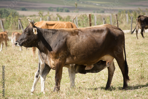 Fototapeta Naklejka Na Ścianę i Meble -  Becerro se alimenta de la vaca.