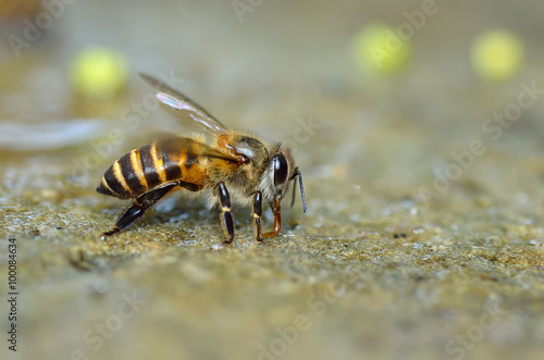 Close up of bees