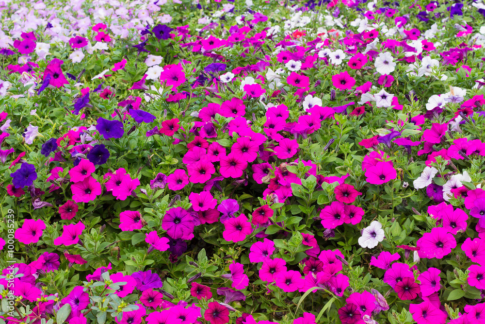 Fototapeta premium Many flowers Many flowers