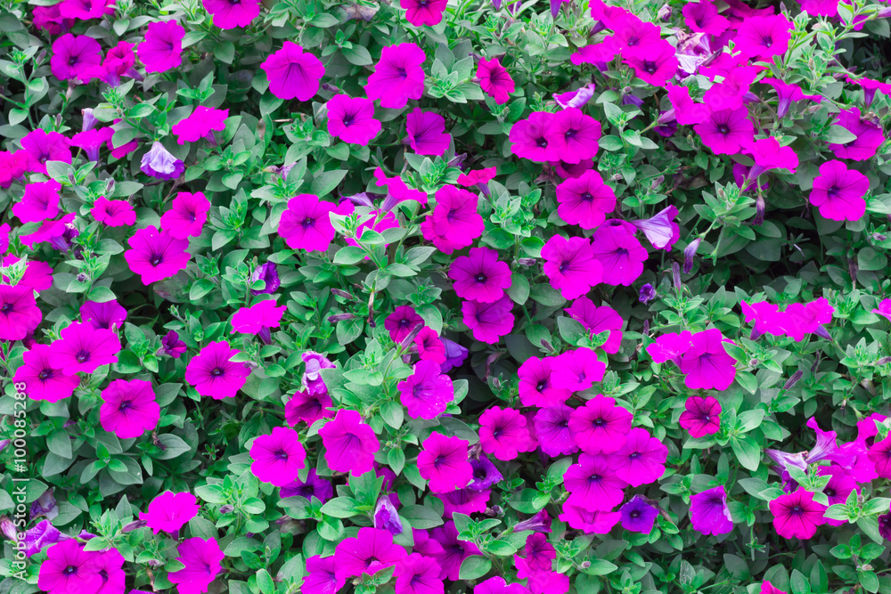 Obraz premium Many flowers Many flowers