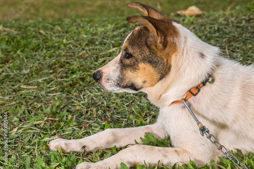 Dog looking forward, dog looking some thing