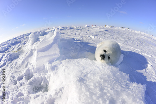 Seal on iceberg -氷上のアザラシ 赤ちゃん-