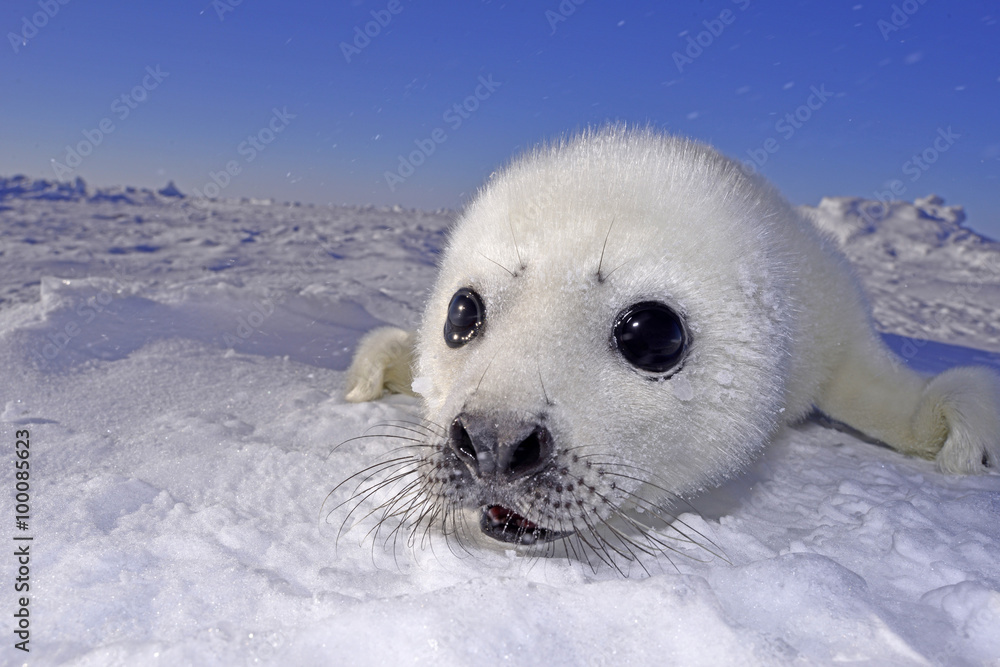 Seal Pups 生まれたて アザラシ 赤ちゃん Stock Photo Adobe Stock