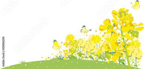 菜の花