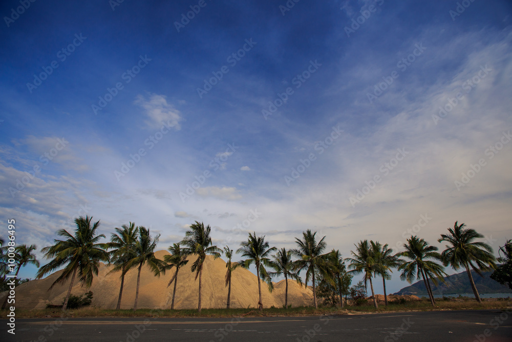 large heaps of yellow building sand behind row of palms large heaps of yellow building sand behind row of palms