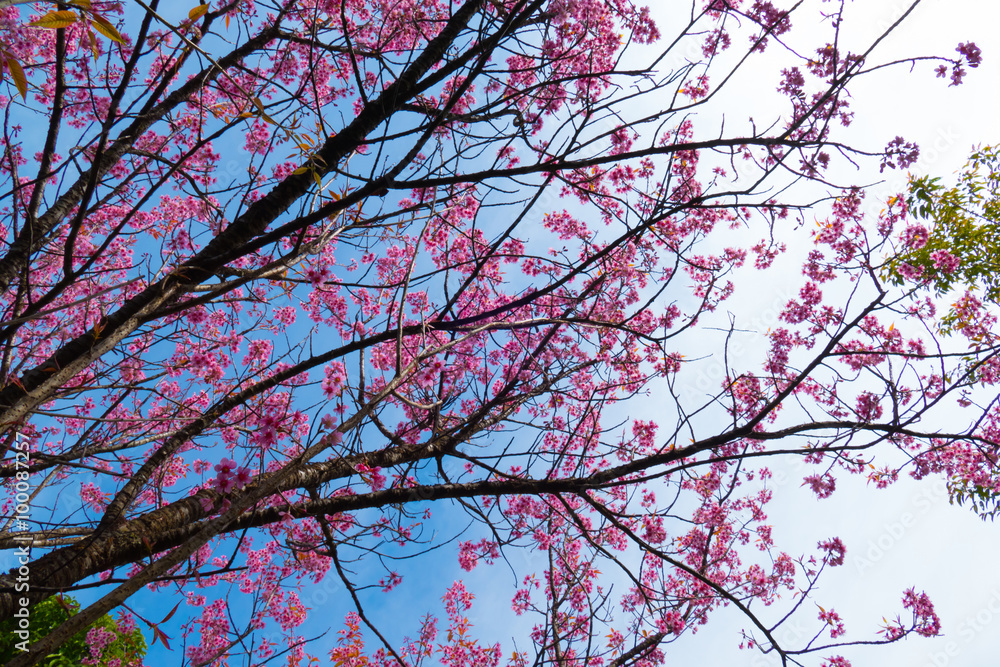 Sakura flowers blooming blossom in Chiang Mai, Thailand Sakura flowers blooming blossom in Chiang Mai, Thailand