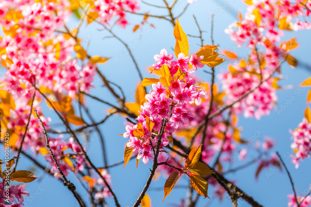 Sakura flowers blooming blossom in Chiang Mai, Thailand Sakura flowers blooming blossom in Chiang Mai, Thailand