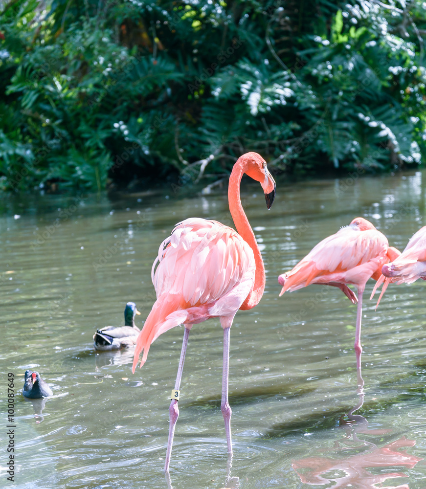 The pink Flamingo bird on the lake in the park