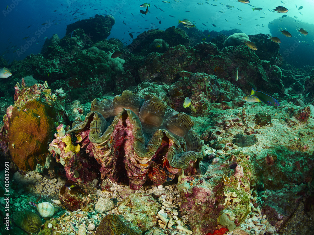 Fototapeta premium giant clam