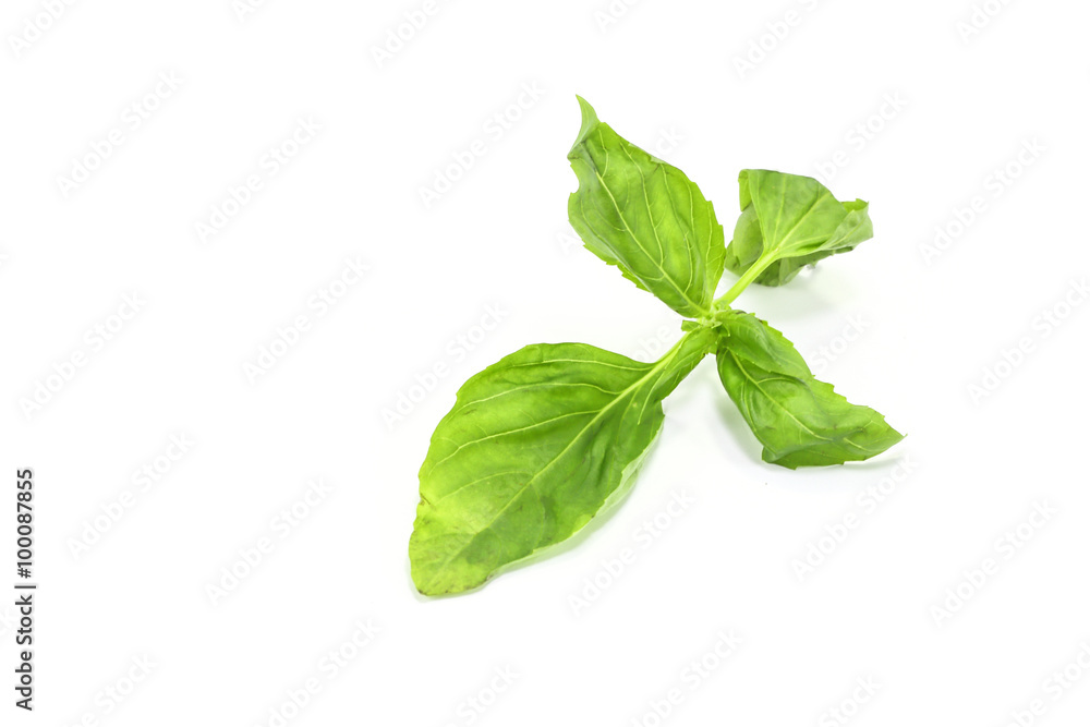 Sweet Basil Leaf Sweet Basil Leaf