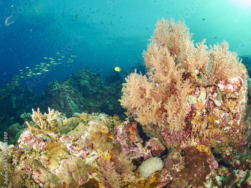 Fototapeta Naklejka Na Ścianę i Meble -  reef coral and reef fish