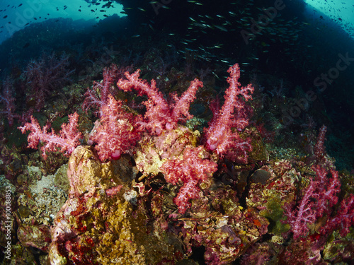 Fototapeta Naklejka Na Ścianę i Meble -  soft coral and reef fish
