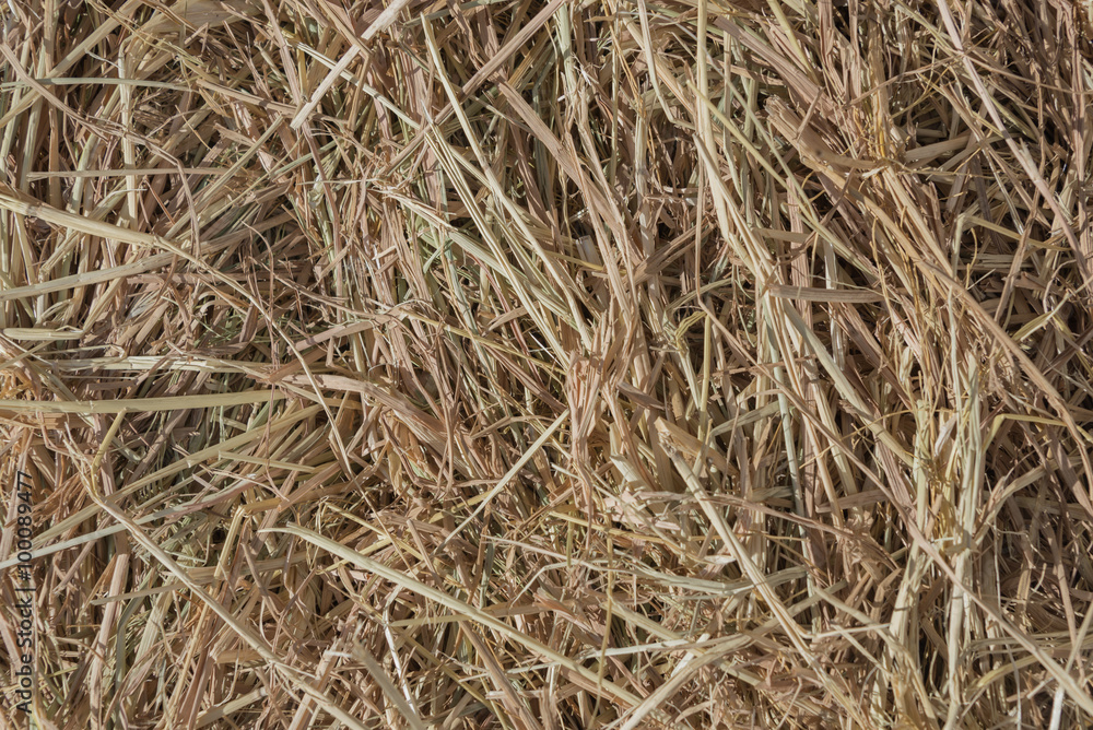 Dries hay with cereals and other wild meadow herbs as a texture, good quality forage for cattle Dries hay with cereals and other wild meadow herbs as a texture, good quality forage for cattle