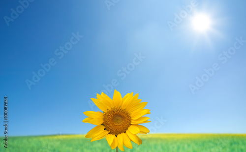 sunflowers with blue sky and sunburst