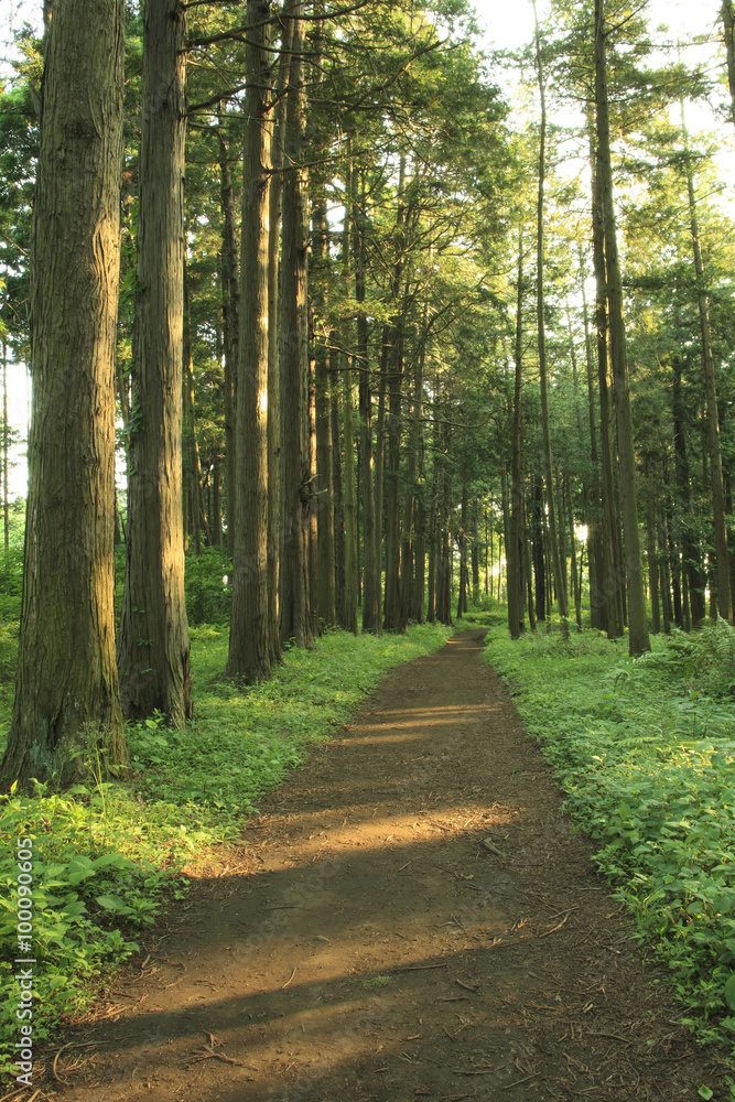 Fototapeta premium Hiking trail in the middle of forest