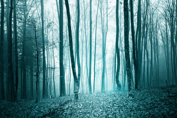 Mystic turquoise blue color light foggy forest landscape background.