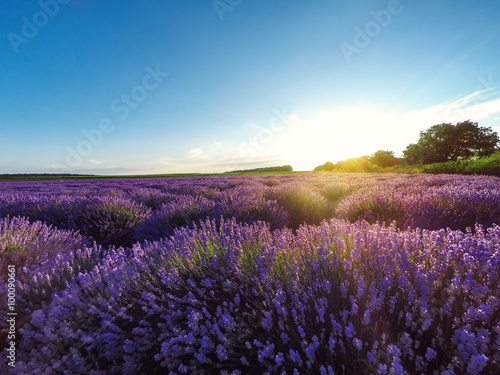 Sunset over beautiful lavender field in Provance