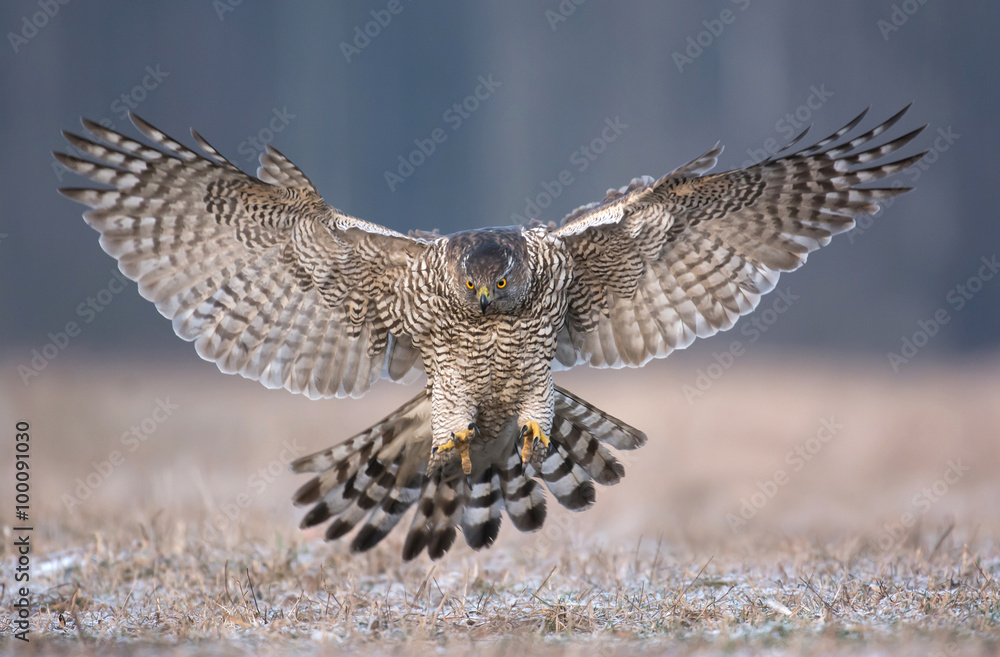 Fototapeta premium Northern goshwak (Accipiter gentilis)
