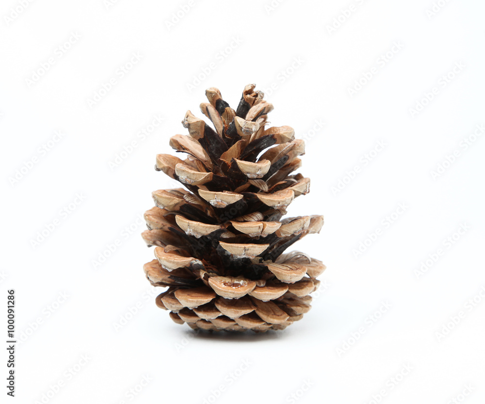 Pine cone Pine cone