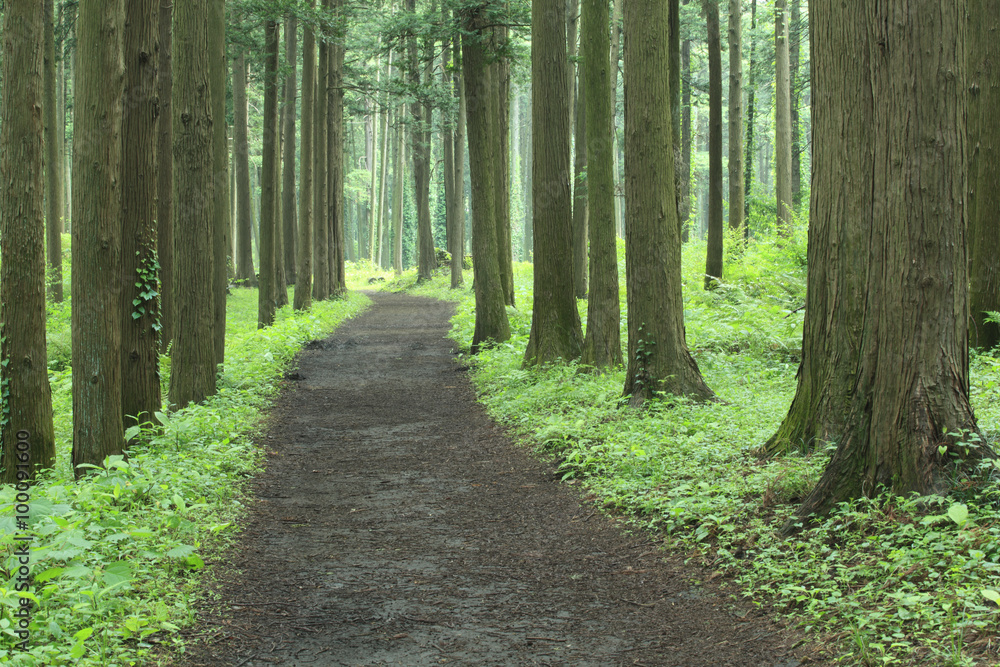 Fototapeta premium Hiking trail in the middle of forest