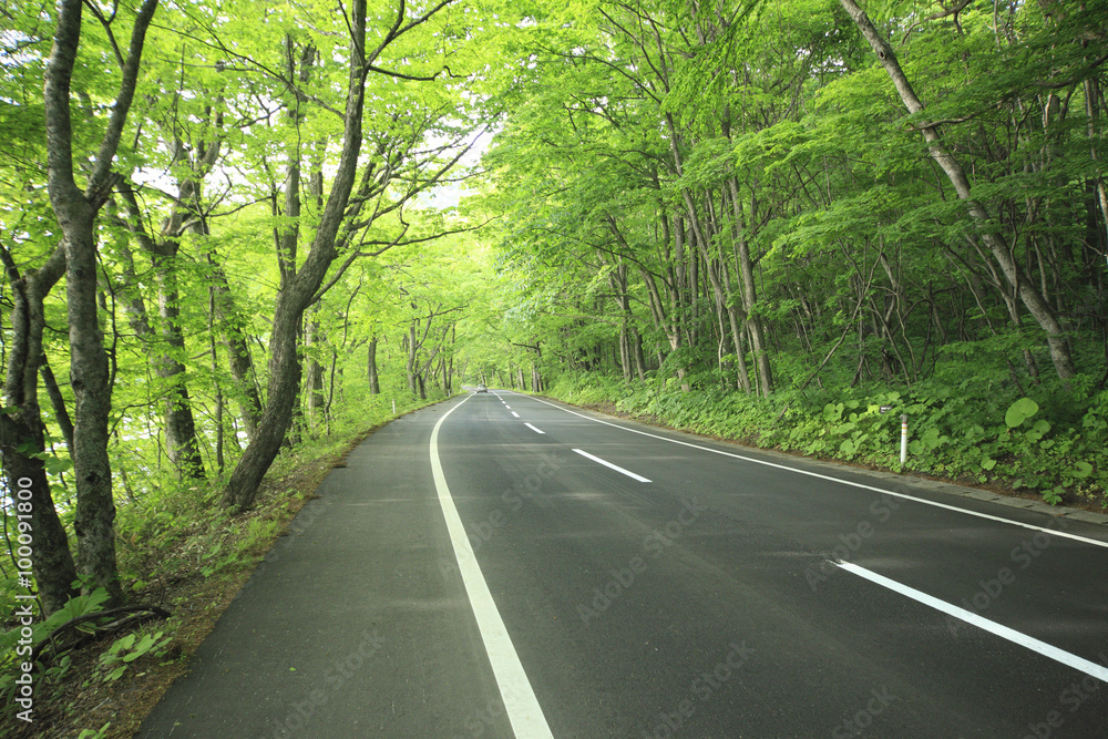 Obraz premium Road in a green forest