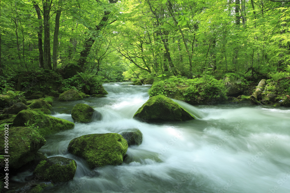 water spring in forest water spring in forest