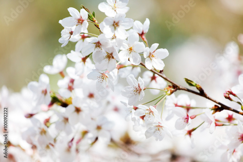 spring tree © Maksim Shebeko