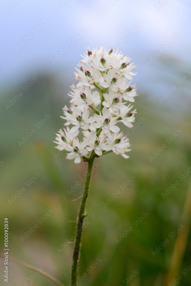 高山に咲くイワショウブの花 高山に咲くイワショウブの花