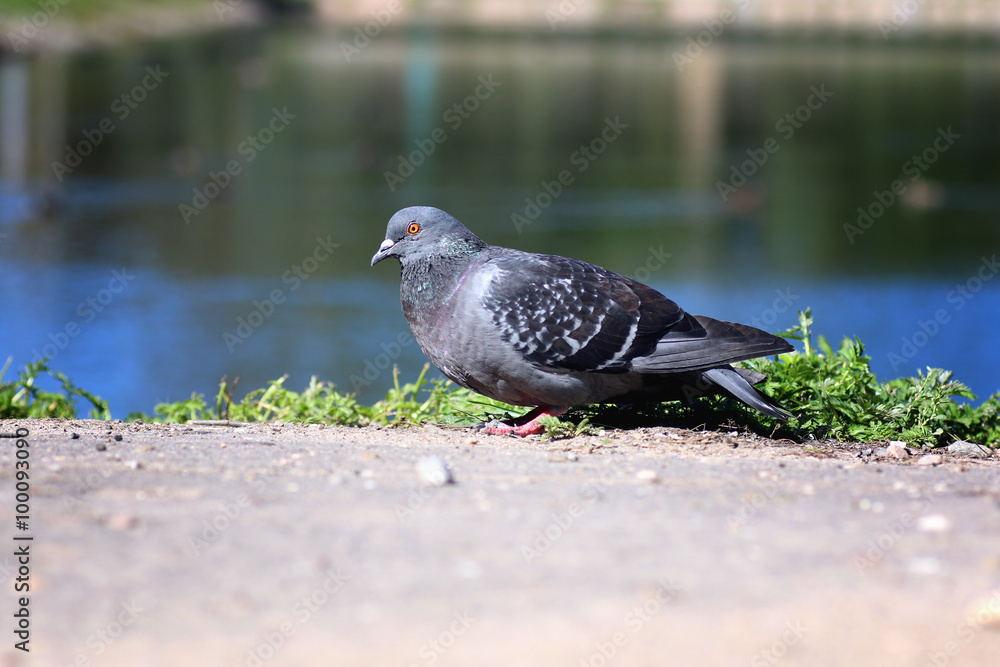Obraz premium pigeons in the square